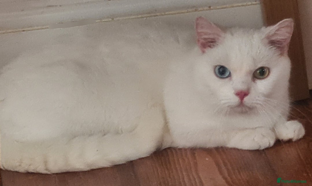 Munchkin cats for sale: Stunning Munchkin in London - Image 19