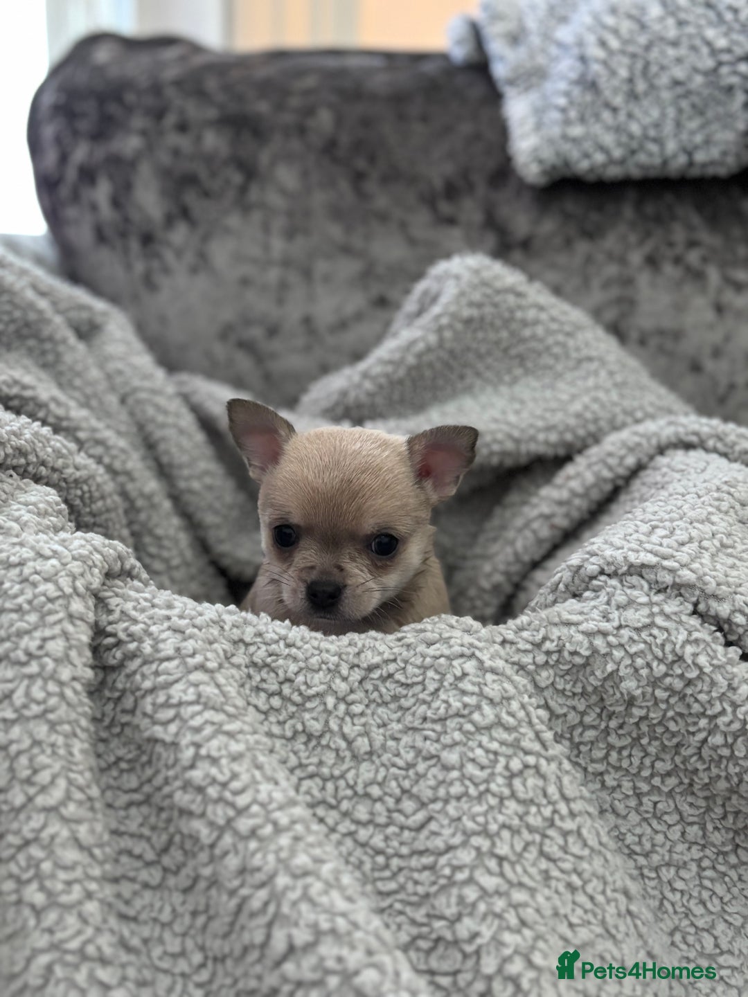 Chihuahua dogs for sale: KCREG Long/Shorthair chihuahua Champ/russian Lines - Advert 21