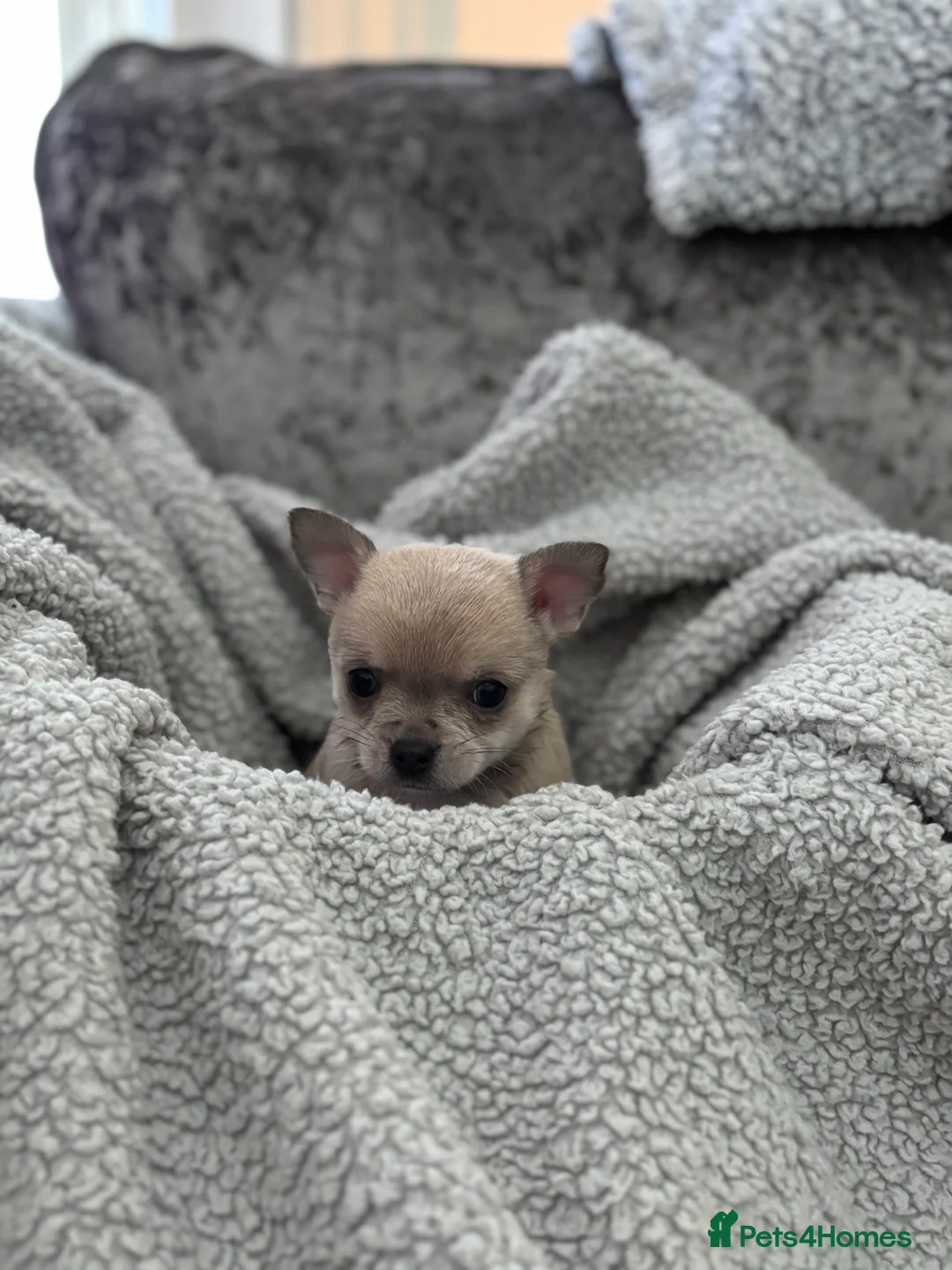 Chihuahua dogs for sale: Last boy KC REG chihuahua Champ/russian READY NOW - Advert 16