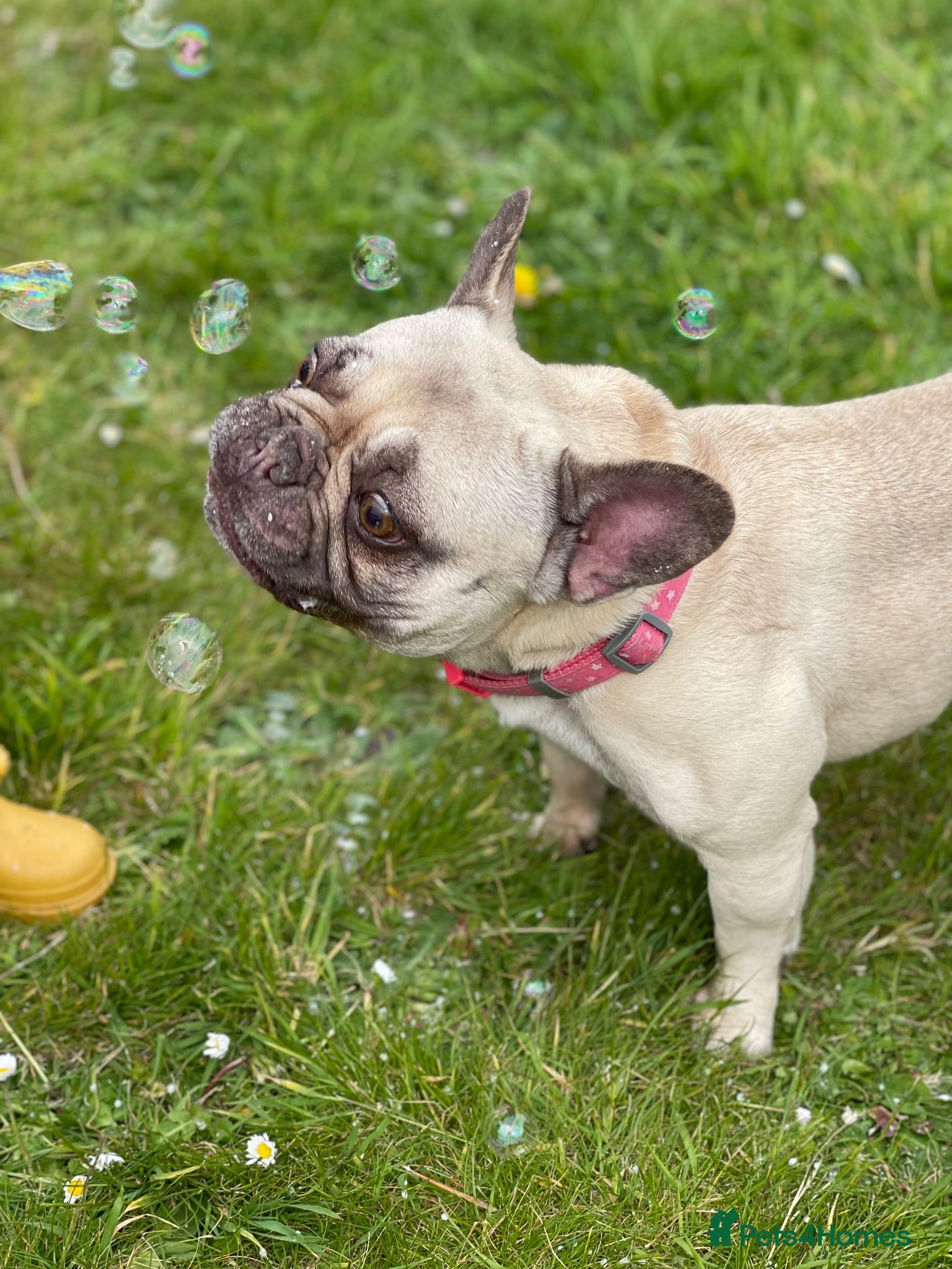 French Bulldog dogs Maisie - Frenchie approx 10yo - Free to good home  - Advert 2