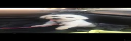Mixed Breed dogs for sale: Tiny maltase+Jack Russell puppy’s  - Advert 7