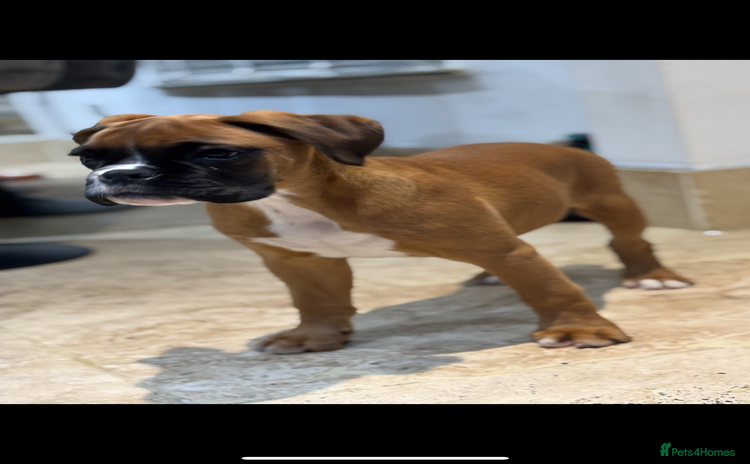 Boxer dogs Boxer pups  - Advert 4