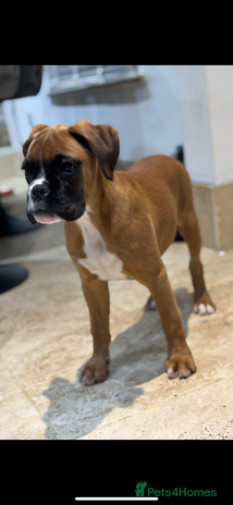 Boxer dogs Boxer pups - Advert 1