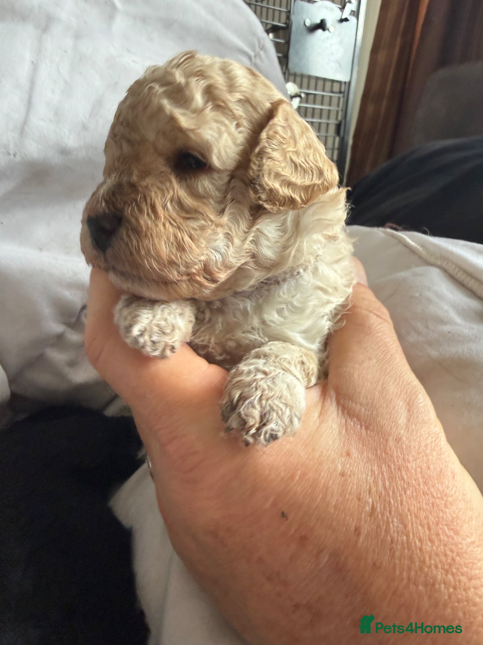 Mixed Breed dogs Adorable Poodle Puppies - Advert 2