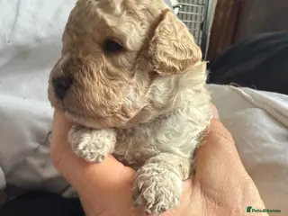 Mixed Breed dogs Adorable Poodle Puppies - Advert 13