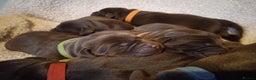 Labrador Retriever dogs for sale: KC CHOCOLATE LABRADORS PUPPIES, H TESTED PARENTS  - Advert 8