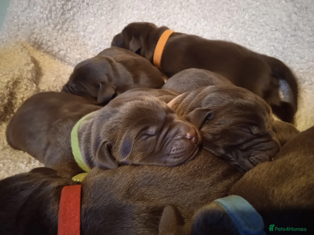Labrador Retriever dogs for sale: KC CHOCOLATE LABRADORS PUPPIES, H TESTED PARENTS  - Advert 24