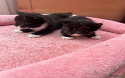 Mixed Breed cats for sale: Adorable ginger and black&white kittens  - Image 6