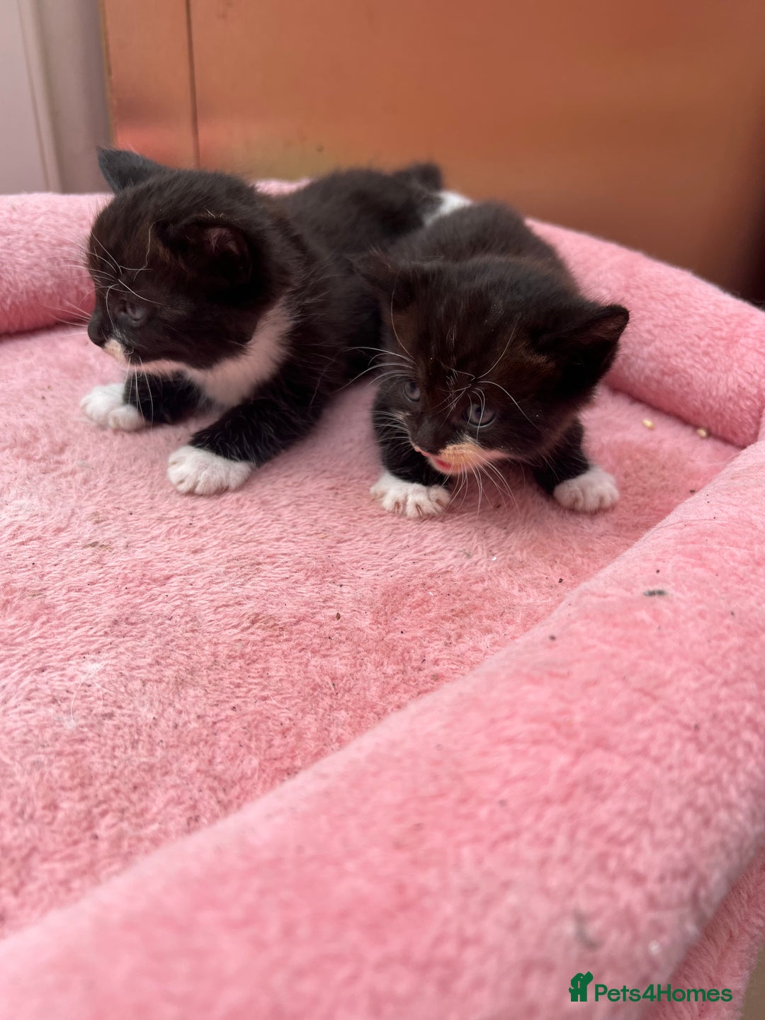 Mixed Breed cats for sale: Adorable ginger and black&white kittens  - Image 6