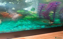 Angelfish fish for sale: Angel fish and silver dollar fish / FREE 4 GOOD 🏡 - Image 3
