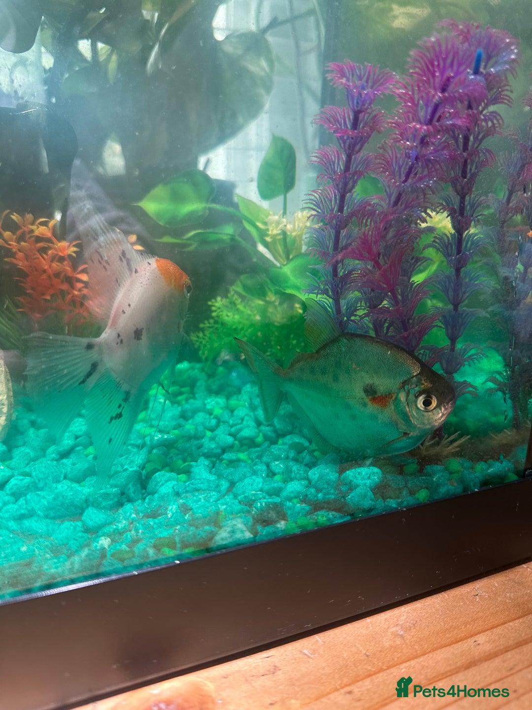 Angelfish fish for sale: Angel fish and silver dollar fish / FREE 4 GOOD 🏡 - Image 3