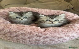 Persian cats for sale: Stunning silver Persian kittens  - Image 1