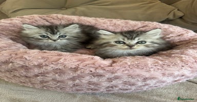 Persian cats - Advert 1