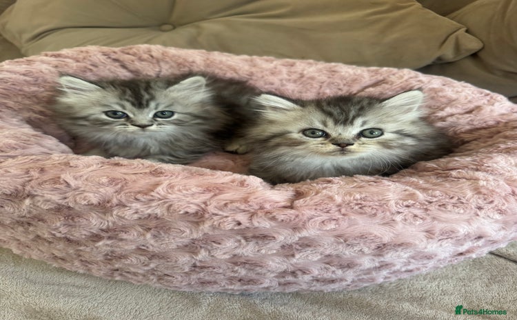 Persian cats - Advert 15