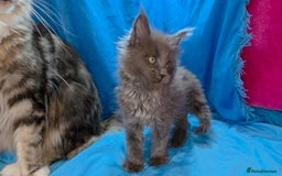 Maine Coon cats for sale: Ready December TICA beautiful Maine Coon Kittens  - Image 1