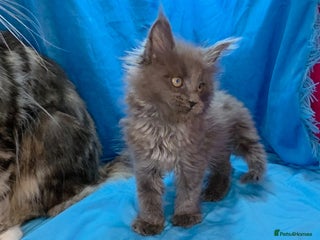 Maine Coon cats for sale - Advert 1