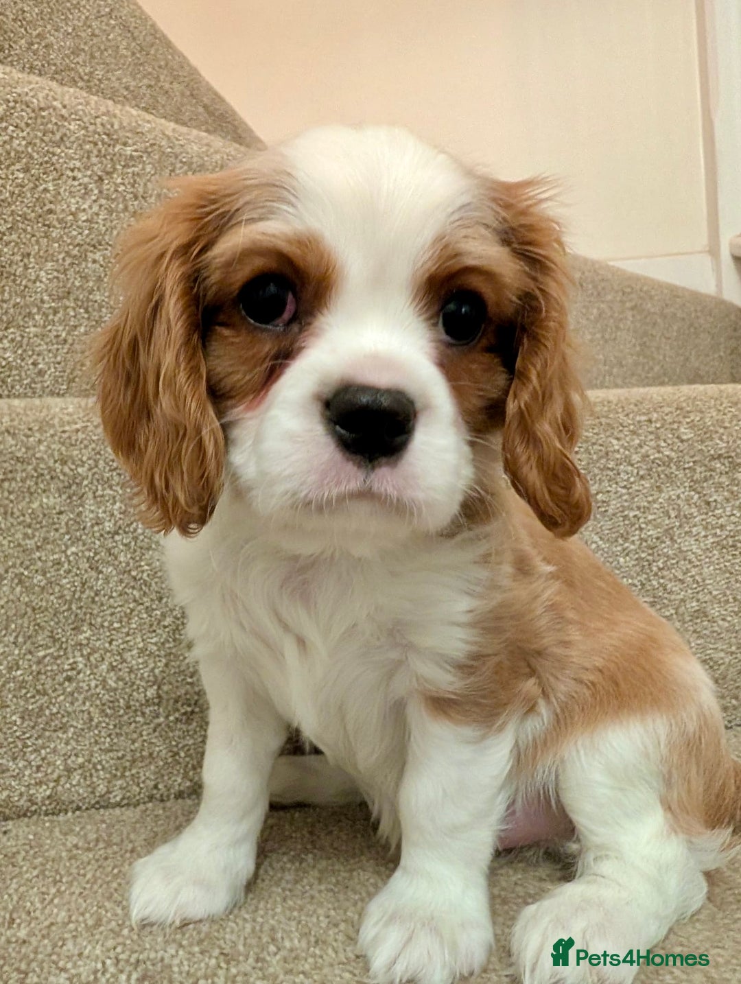 Cavalier King Charles Spaniel dogs for sale: Fully health tested CKCS 🐶💙🐾 - Image 39