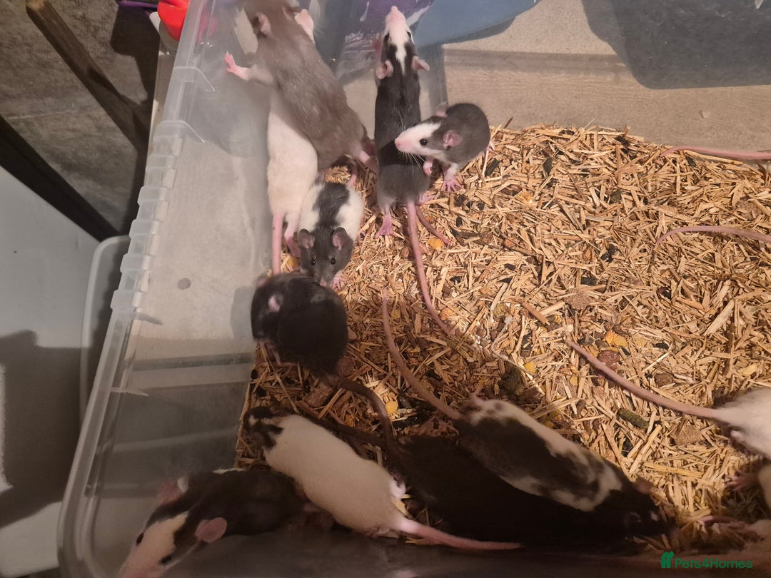 Rat rodents for sale: Various rat - Image 1