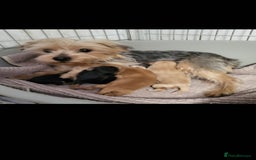 Morkie dogs for sale: Morkie puppies 5 🌟licence breeder  - Image 5