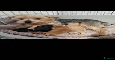 Morkie dogs Morkie puppies 5 🌟licence breeder  - Advert 1