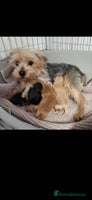 Morkie dogs Morkie puppies 5 🌟licence breeder - Advert 1