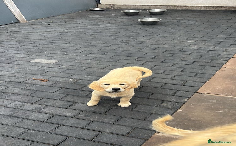 Golden Retriever dogs - Advert 13