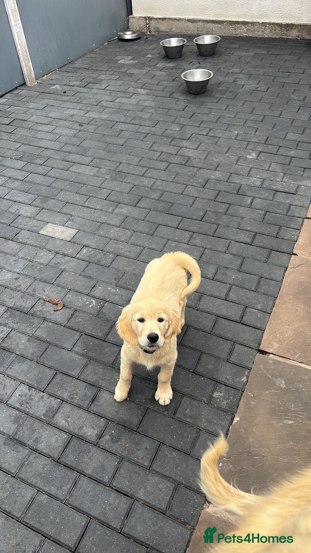 Golden Retriever dogs for sale: 13Week Golden Ret Puppy Healthy, LovingHome Needed - Image 1