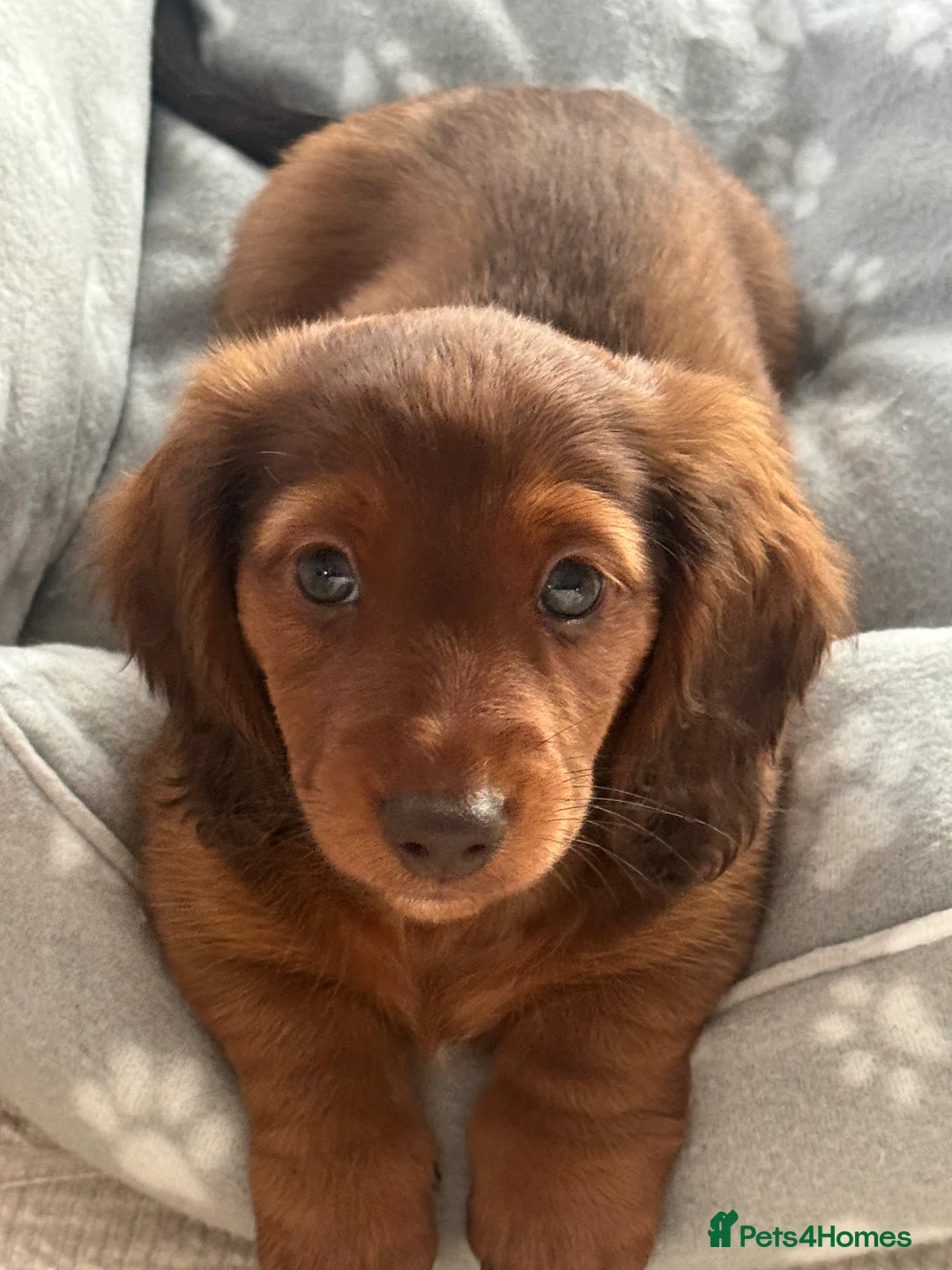 Miniature Dachshund dogs for sale: Long Haired ( Choclate Based ) Mini Dachshunds  - Advert 15