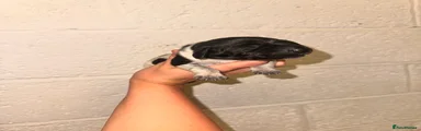 German Shorthaired Pointer 4