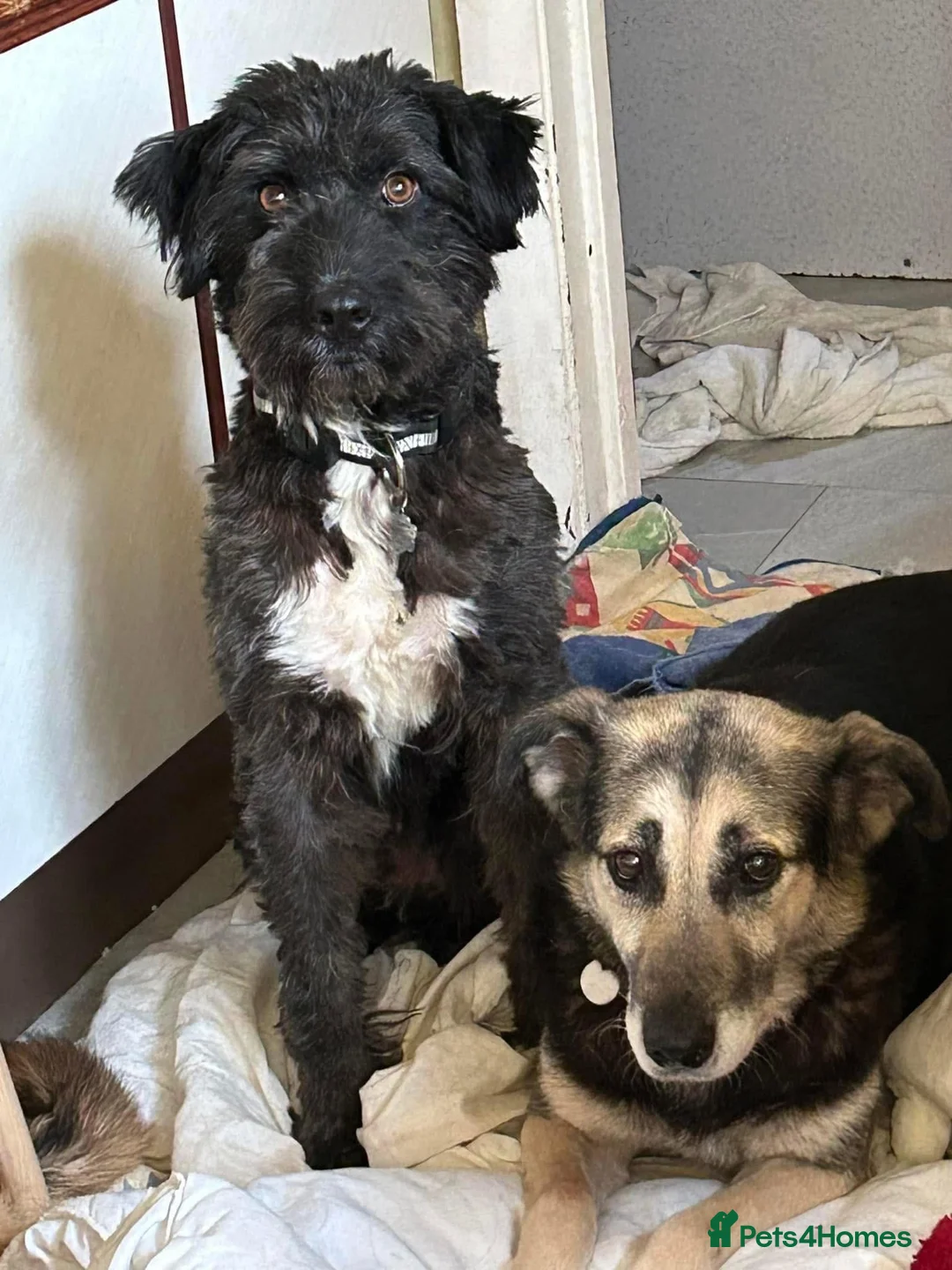 Mixed Breed dogs for adoption: Colby - Norwich Norfolk  in Norwich - Advert 25