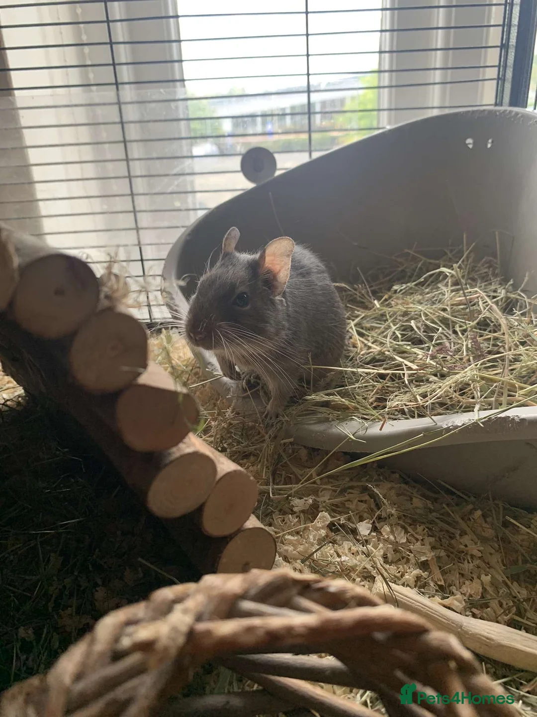 Degus rodents for sale: 2 Male Degus - Advert 7