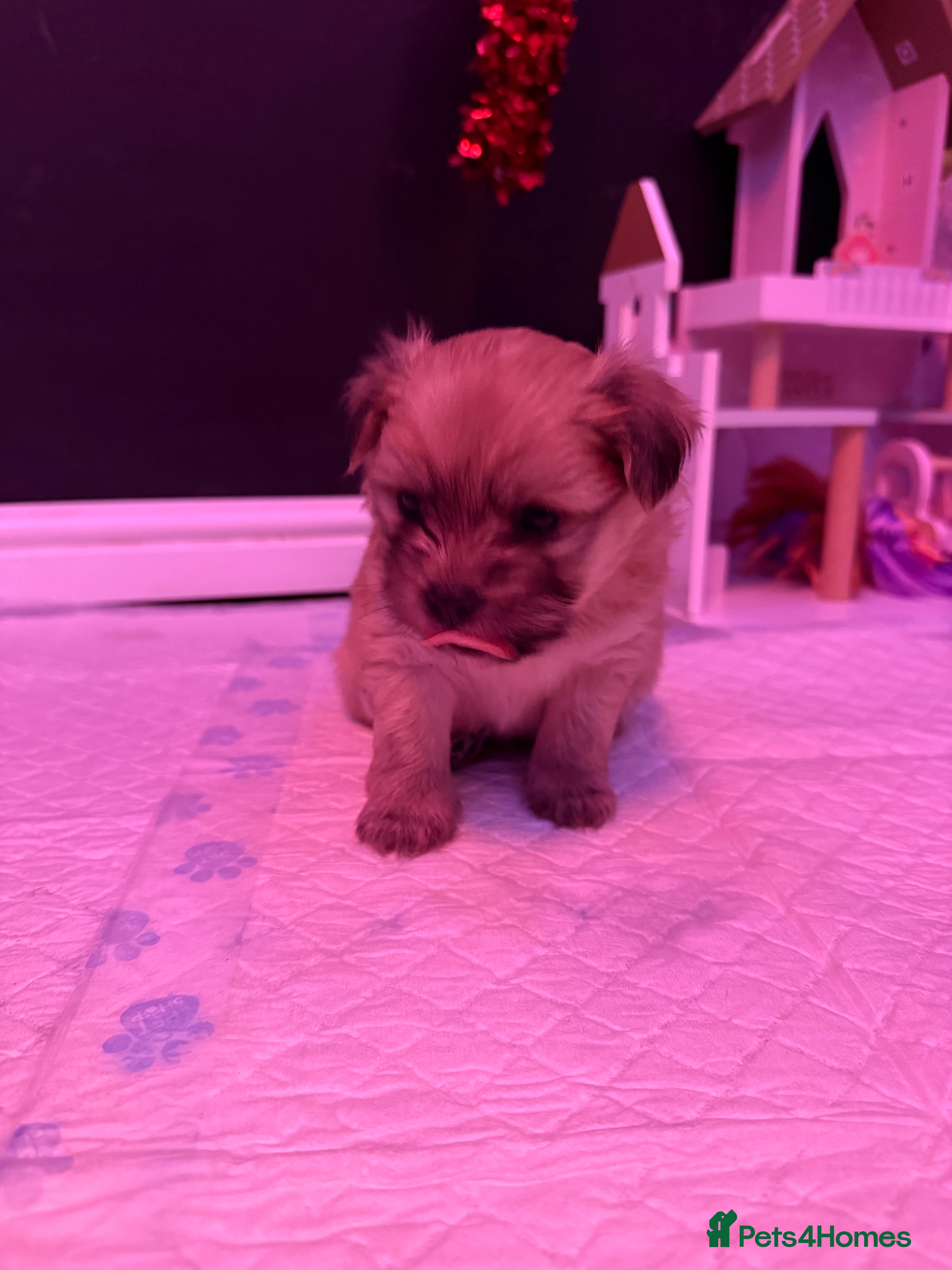 Mixed Breed dogs Beautiful pups for sale!  - Advert 2