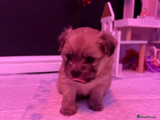 Mixed Breed dogs Beautiful pups for sale! - Advert 2