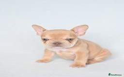French Bulldog dogs for sale: Fluffy French Bulldogs/DNA Tested Parents  - Image 4
