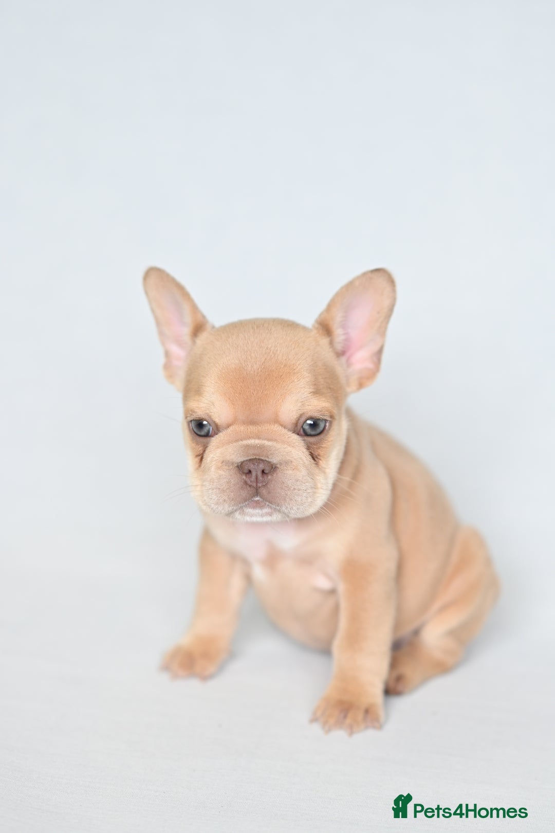 French Bulldog dogs for sale: Fluffy French Bulldogs/DNA Tested Parents  - Image 4