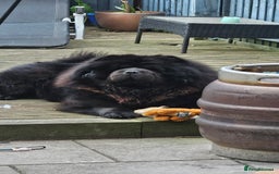 Chow Chow dogs for stud: Black Chow Chow Stud with a Striking Red Mane - Image 3