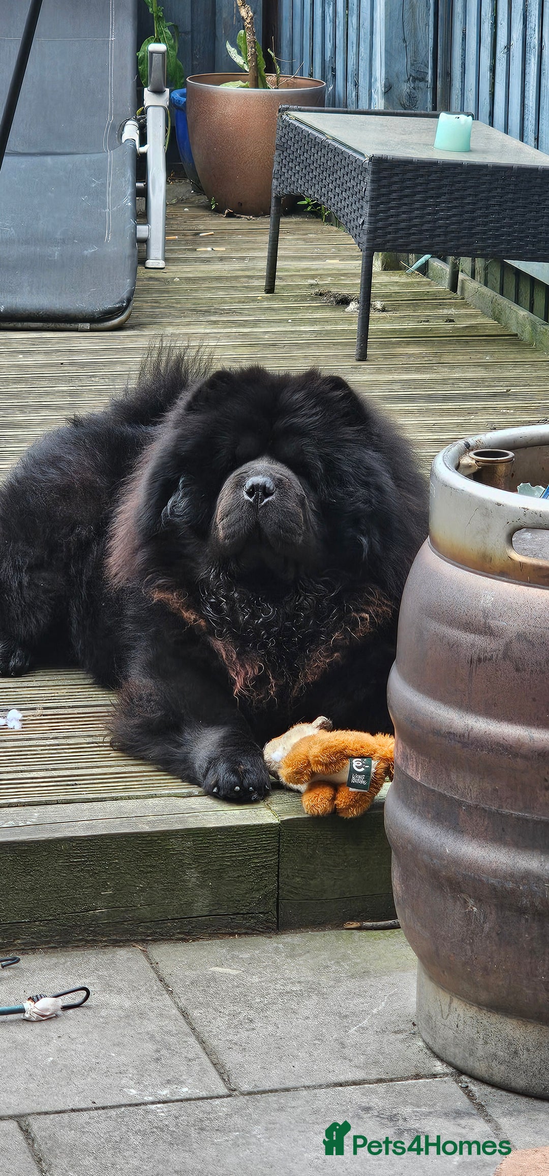 Chow Chow dogs for stud: Black Chow Chow Stud with a Striking Red Mane - Image 3