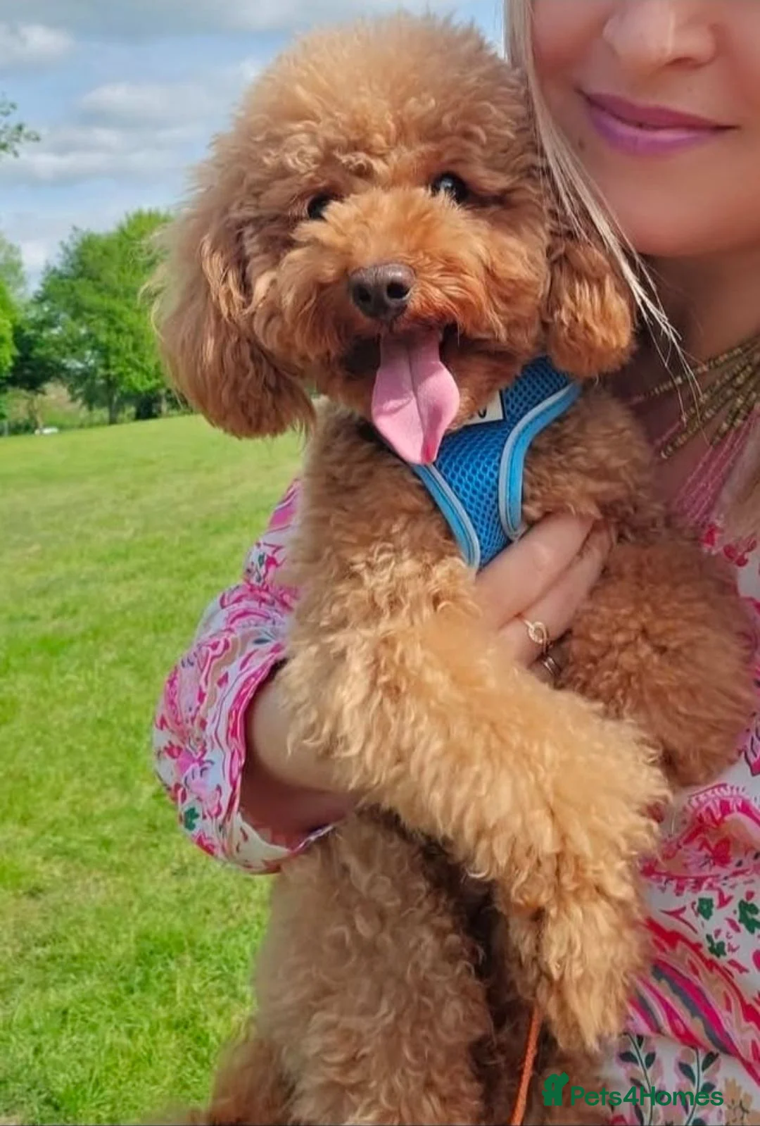 Poochon dogs for sale: Mrs Anca in Warrington - Advert 4