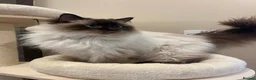 Ragdoll cats for sale: Adorable Pedigree Ragdoll Kittens - Advert 9