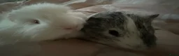 Guinea Pig rodents for sale: Klaus and Ernie  - Advert 2