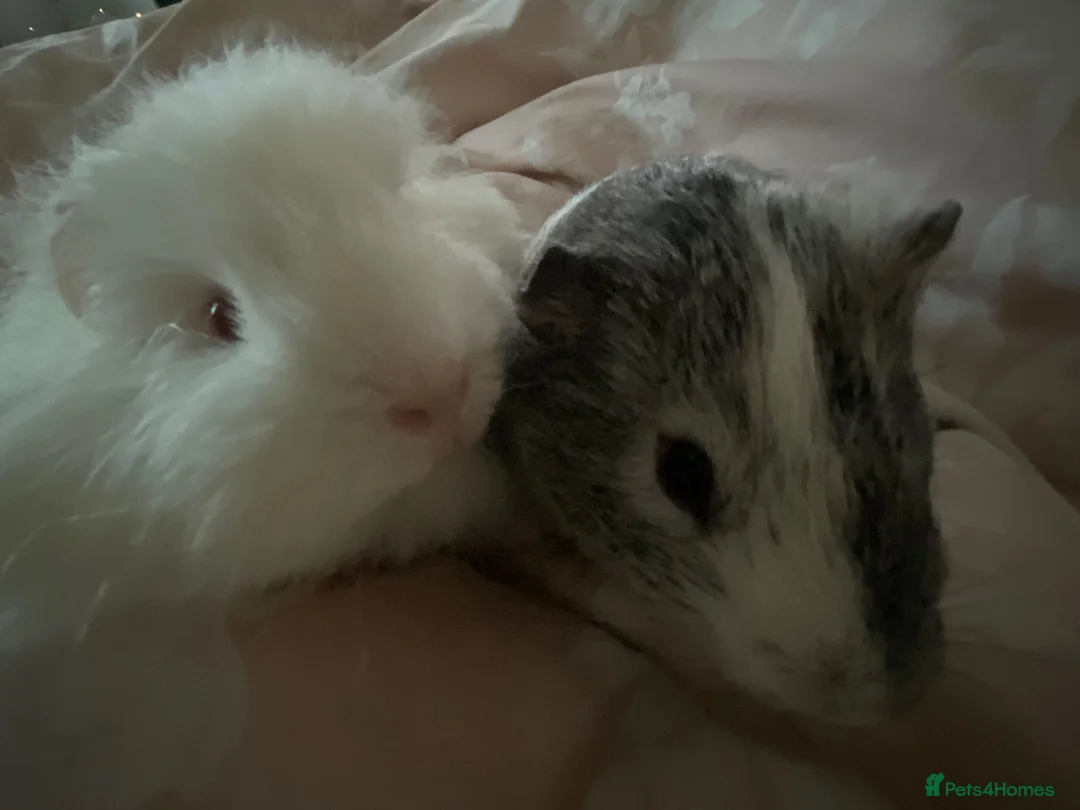 Guinea Pig rodents for sale: Klaus and Ernie  - Advert 2