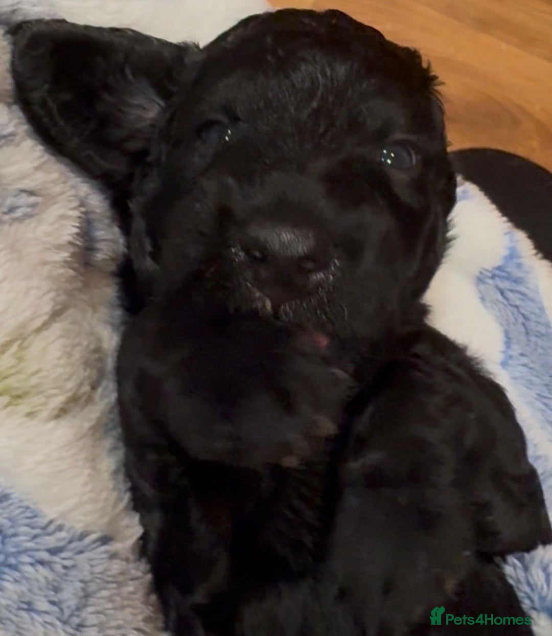 Cockapoo dogs for sale: Adorable F2 cockapoos - Advert 6