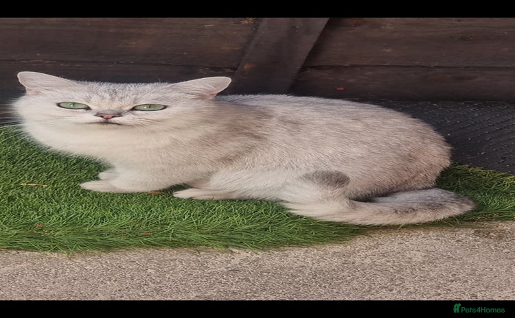 British Shorthair cats - Advert 10