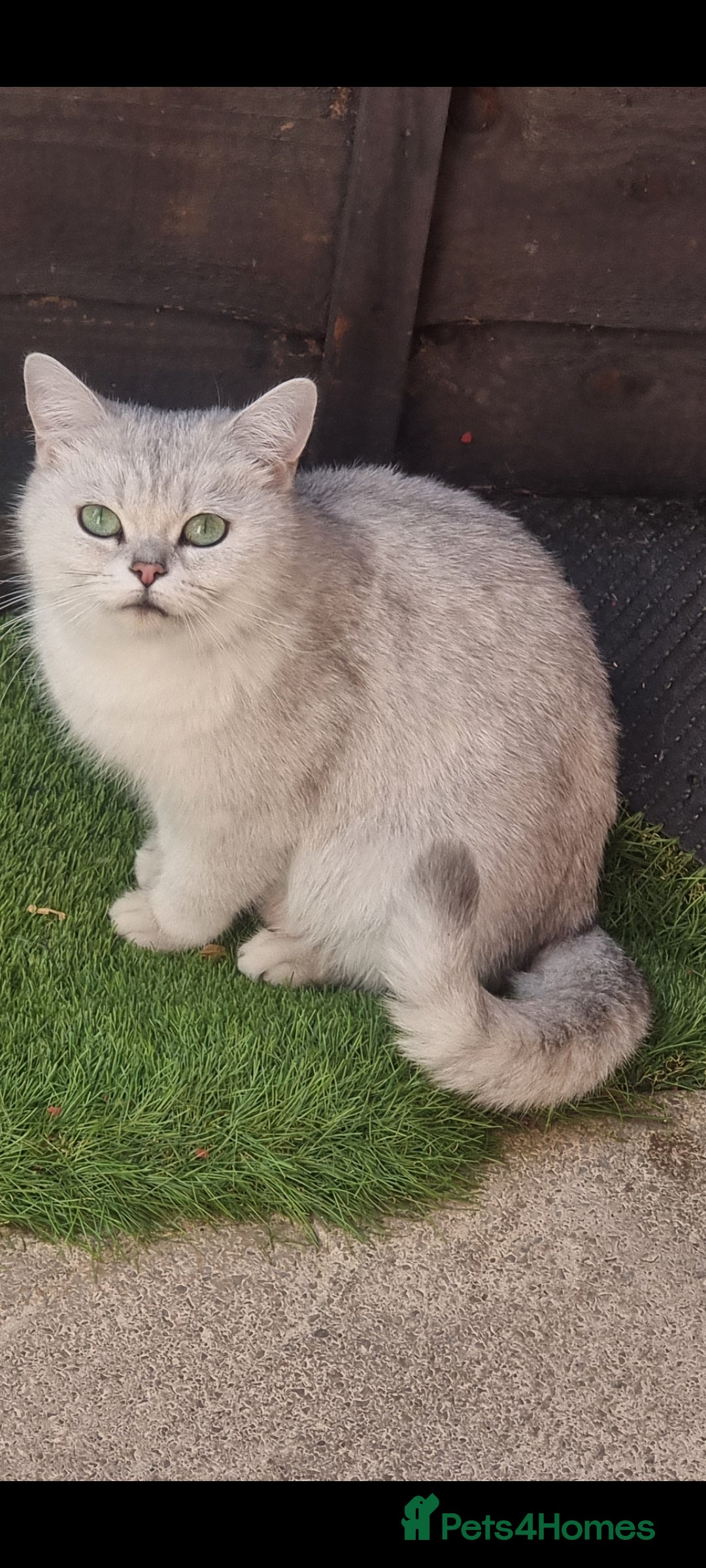 British Shorthair cats for sale: White silver Chinchilla British Shorthair  - Image 1