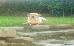 Labrador Retriever dogs for sale: 4 year old female Labrador  - Image 3