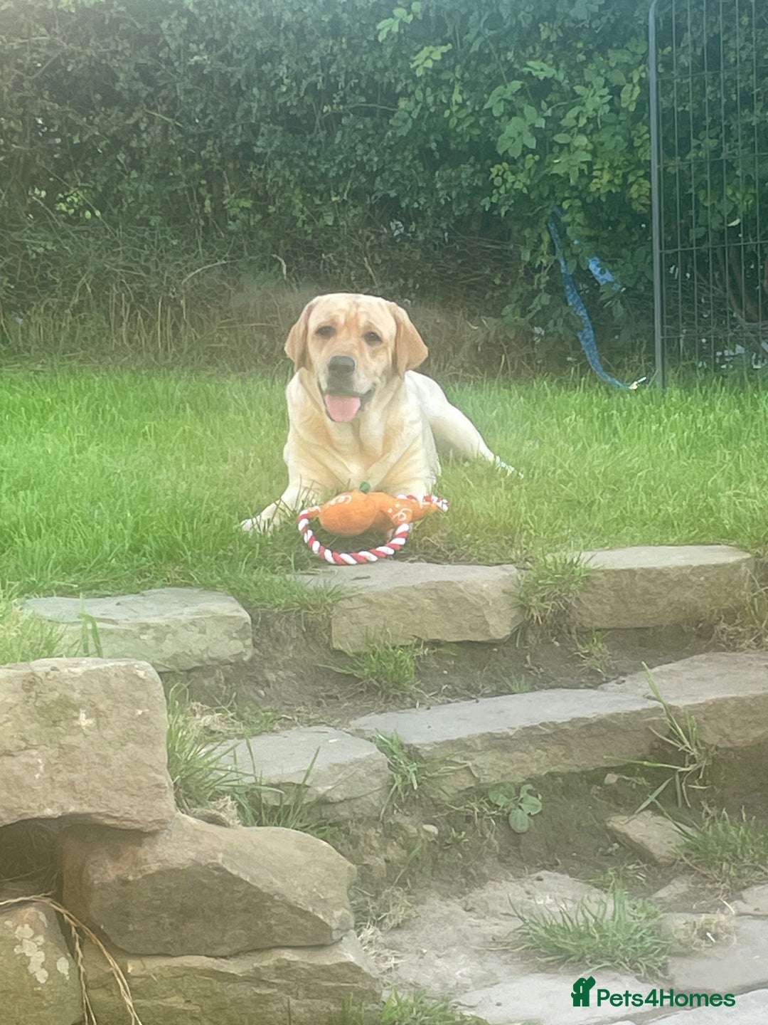 Labrador Retriever dogs for sale: 4 year old female Labrador  - Image 3