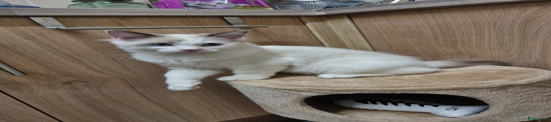 Ragdoll Kitten 2
