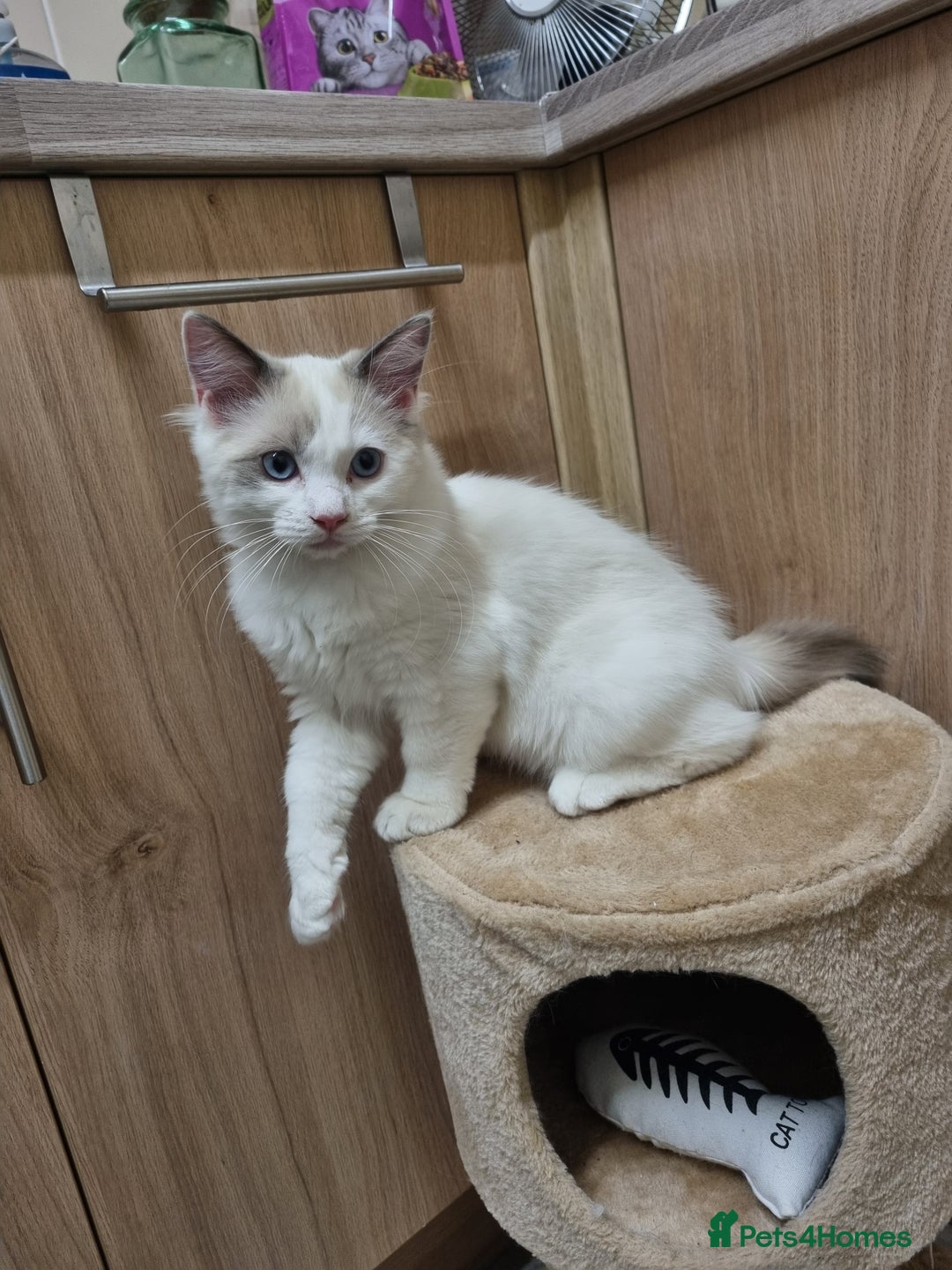 Ragdoll cats for sale: Ragdoll kittens  - Image 12