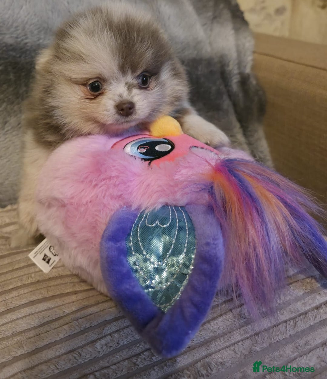 Pomeranian dogs for sale: Rare miniature Teddy face pomeranian puppies  - Image 28
