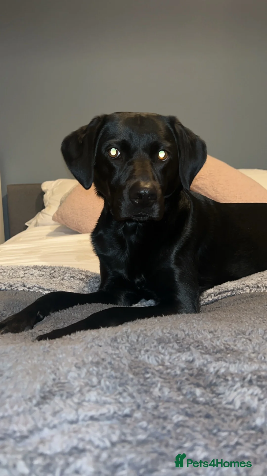 Labrador Retriever dogs for sale: Labrador puppies due on 27/10/26 in Newcastle upon Tyne - Advert 5